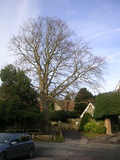 Tree in Burpham Amberley to Arundel