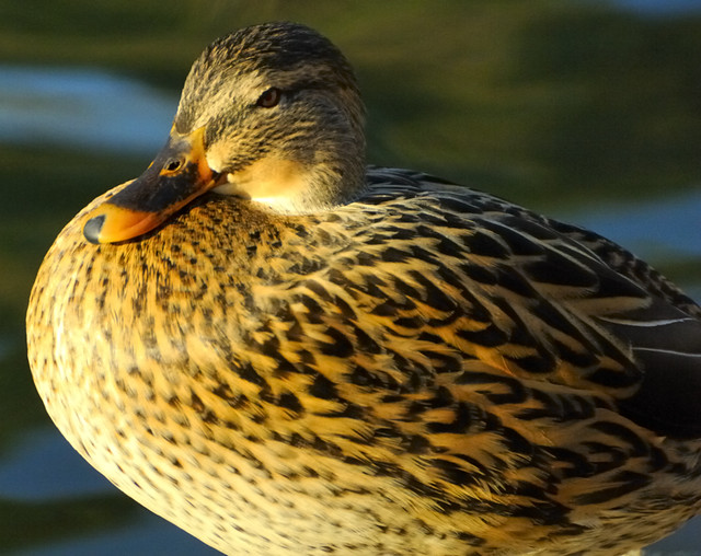 Female Mallard Duck   _91120