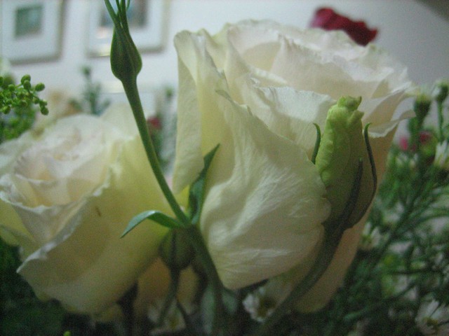 White Roses...