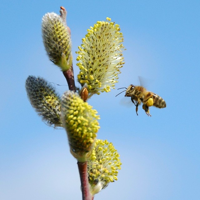 The Pussy Willow and the Bee