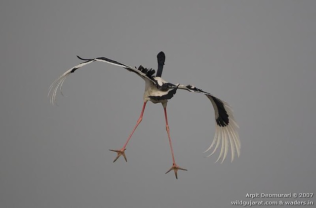 Abstract Landing - Black-necked Stork (Ephippiorhynchus asiaticus)