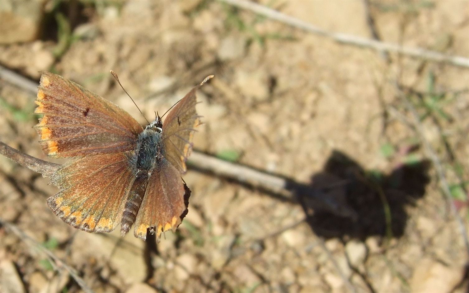 insects - Europe | Flickr