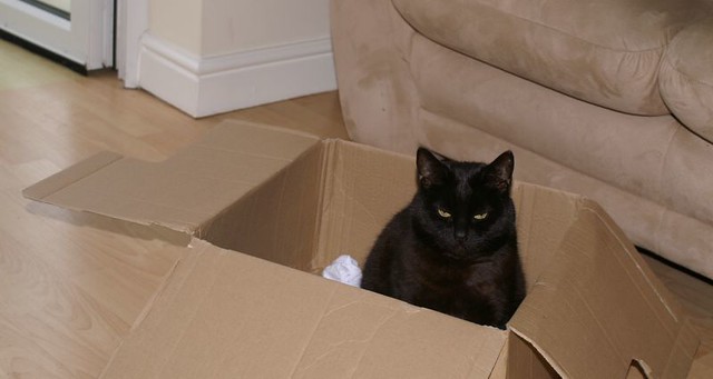 Cat-in-a-box