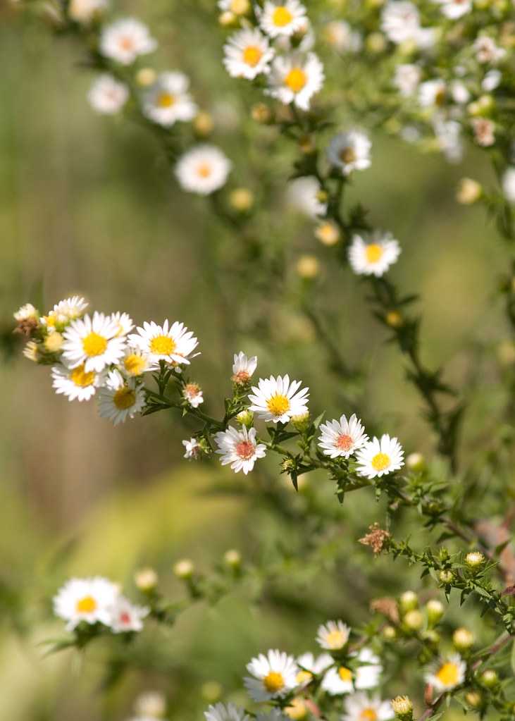 Tiny Daisies | Small white daisy-like flowers in a garden | Carrie ...