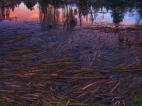 park trees sunset orange color colour reflection water high pond dynamic kodak range hdr easyshare comox salish arsi z740 arsidubu arsiliam salishpark