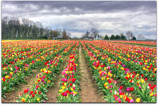 Multi colored tulips.jpg | by jodi_tripp