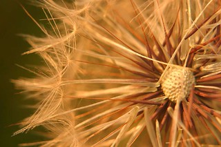 Seeds on the Wind