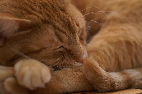 sleepy cat | sleeping cat | anne vandenyssel-nicholson | Flickr