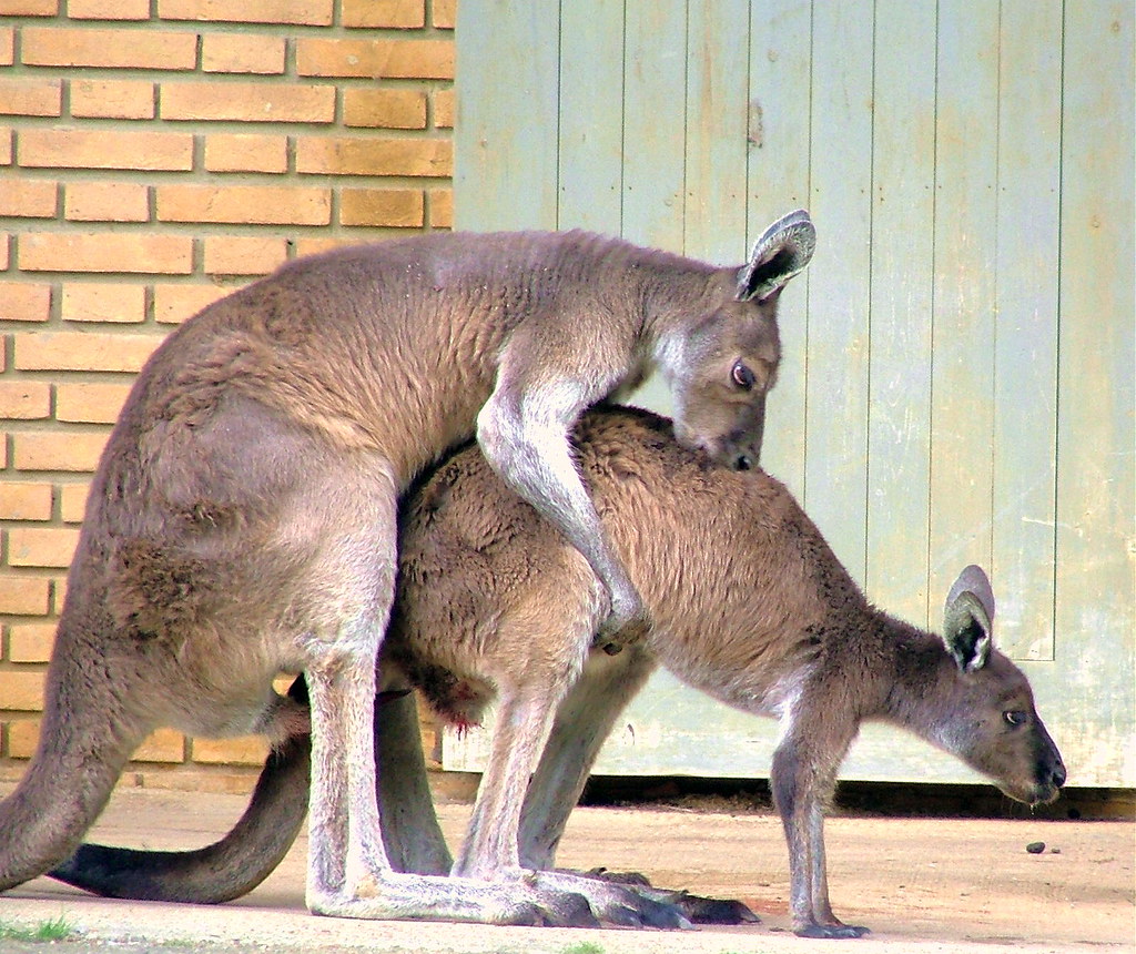 Mating Kangaroo's - London Zoo, Regents Park, London, Engl… | Flickr
