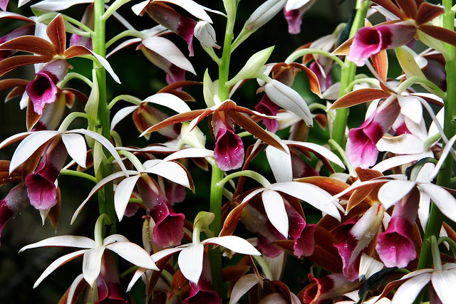 orchid profusion