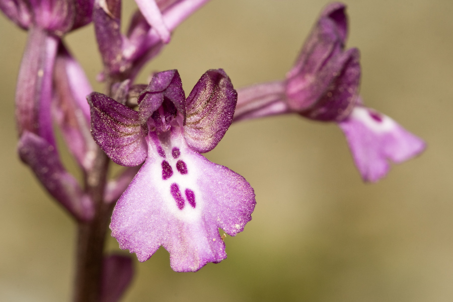 Orchis boryi by macropoulos