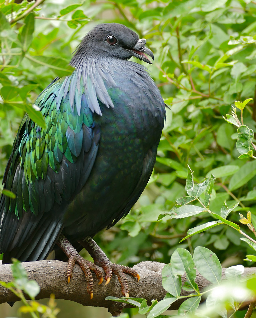Nicobar Pigeon (Caloenas nicobarica) captive