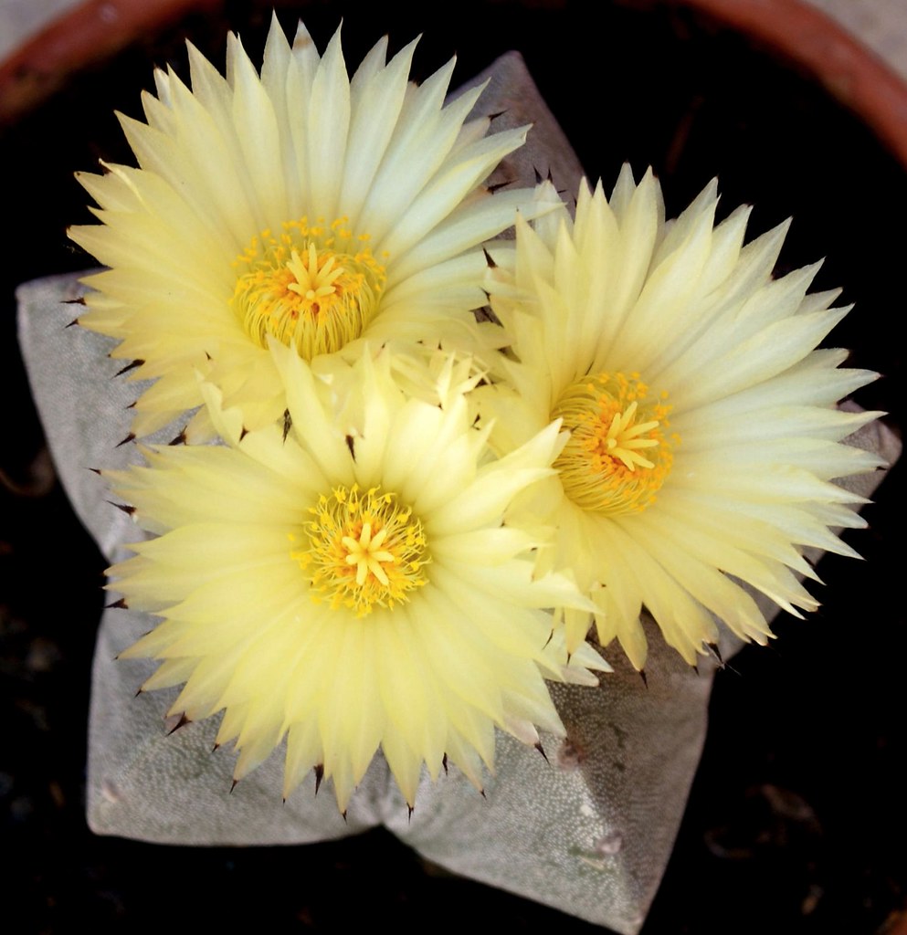 FLORES DE CACTUS | preciosas flores de cactus. | serafin | Flickr