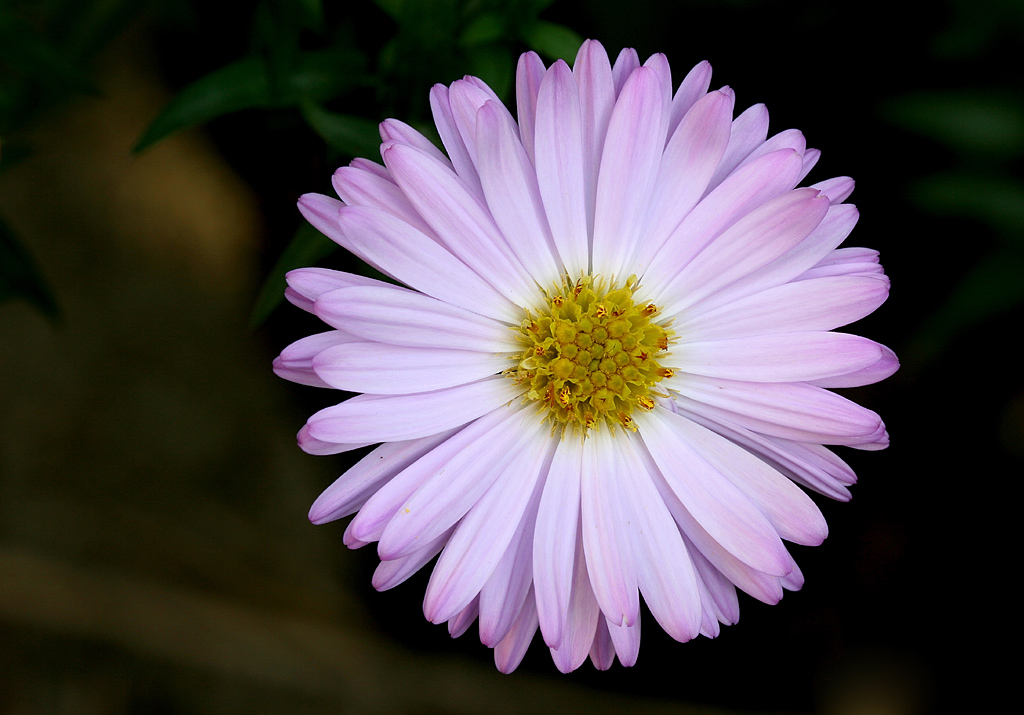 Aster by AnyMotion