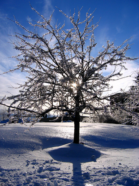 Icy Morning Tree