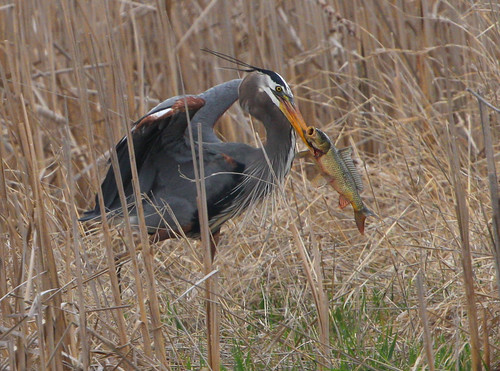 Great Blue Heron with fish by Hard-Rain