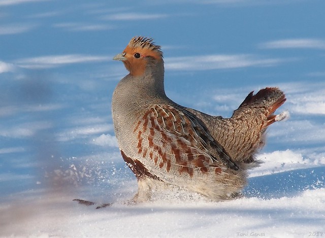 Chicken run - grey partridge runing in snow