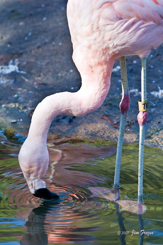Flamingo by Jim Frazee