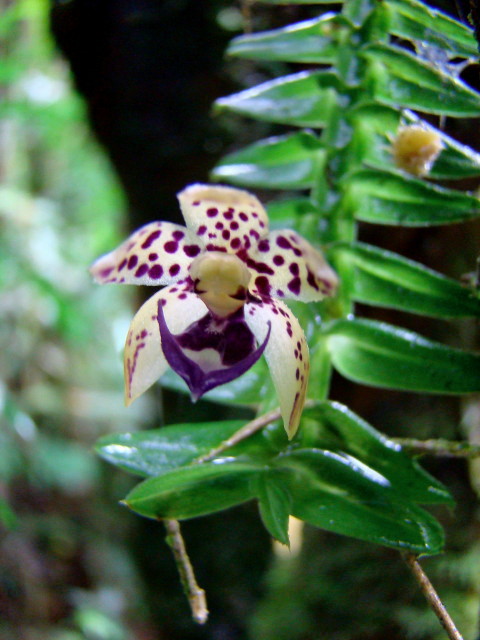 Micro orquidea nativa_0504 | Micro orquidea da Mata Atlantic… | Flickr