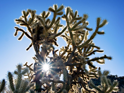 Midwinter Cholla by Muzzlehatch, california cactus sunrise desert mojave 2008 cholla muzzlehatch