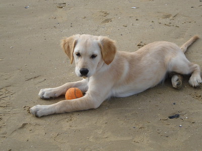 Barley with her ball