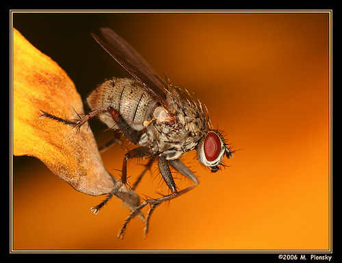 Perched Fly by mplonsky