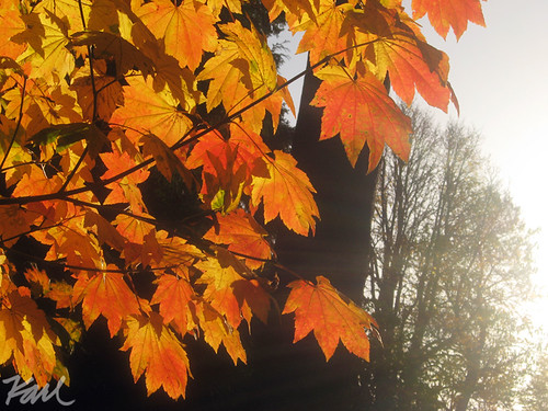 Autumn Light Study by Whateverthing