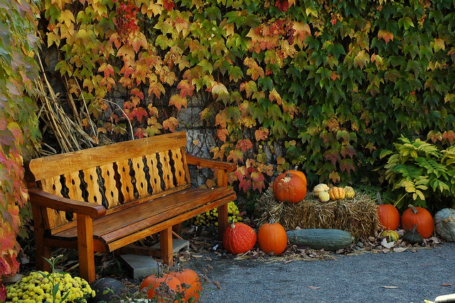 Autumn bench