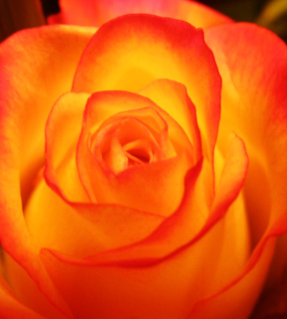 Yellow-Red Rose, 01