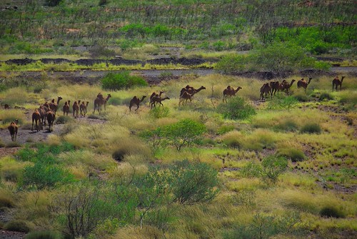 Wild Camels | by The Grateful Dad