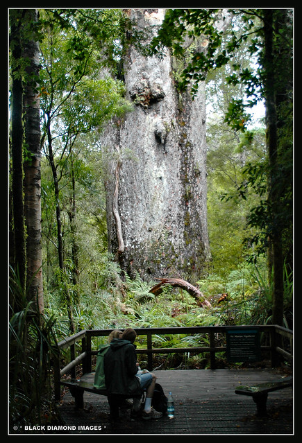 Agathis australis - Matua Ngahere - Father of the Forest