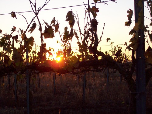Sunset_Vineyard_11.07 (4) by Mike Zuk, sunset vineyard