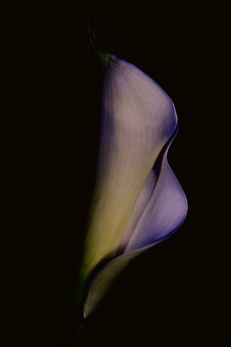 Calla - 6 | by cienne45