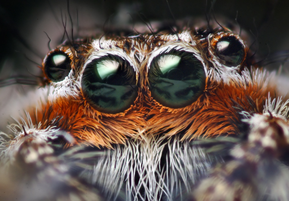 Anterior Median Eyes of a Male Platycryptus undatus Jumpin… | Flickr
