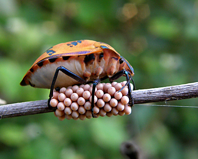 167 Harlequin Bug with Eggs (Tectocoris diophthalmus)