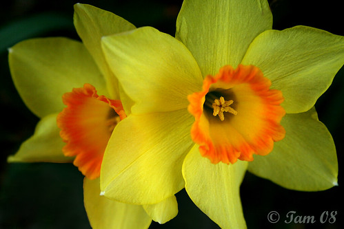 Yellow flowers in my yard. by jasperroz