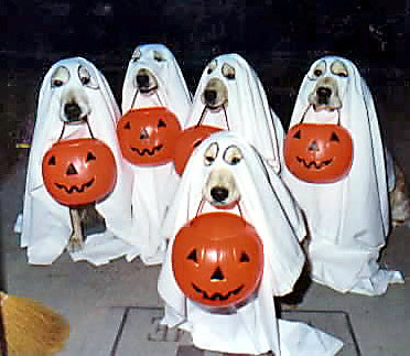 dogs in ghost costumes | halloween dogs in costume | Flickr