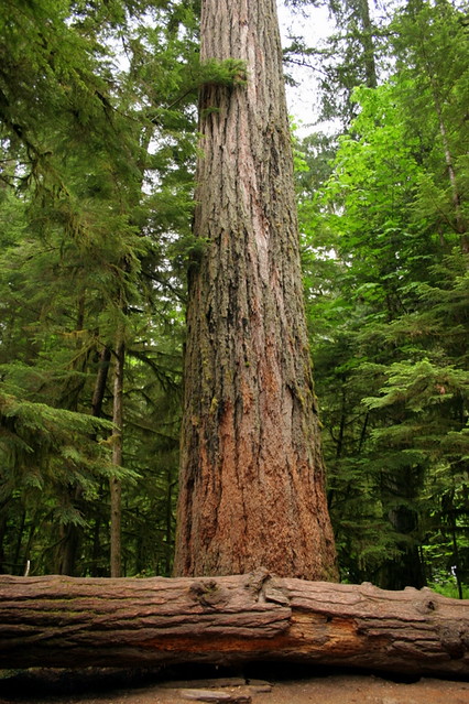 Giant Tree - Cathedral Grove - Vancouver Island - Canada