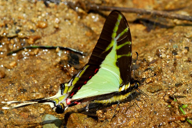Puddling Swallowtail Butterfly (Eurytides thyastes)