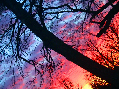 pink blue trees sunset sky orange black colors silhouette clouds purple branches
