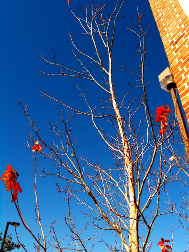 blue winter sky urban tree day olympus clear fernando effect orton sanchez e500 urbanfragments fernandosanchez
