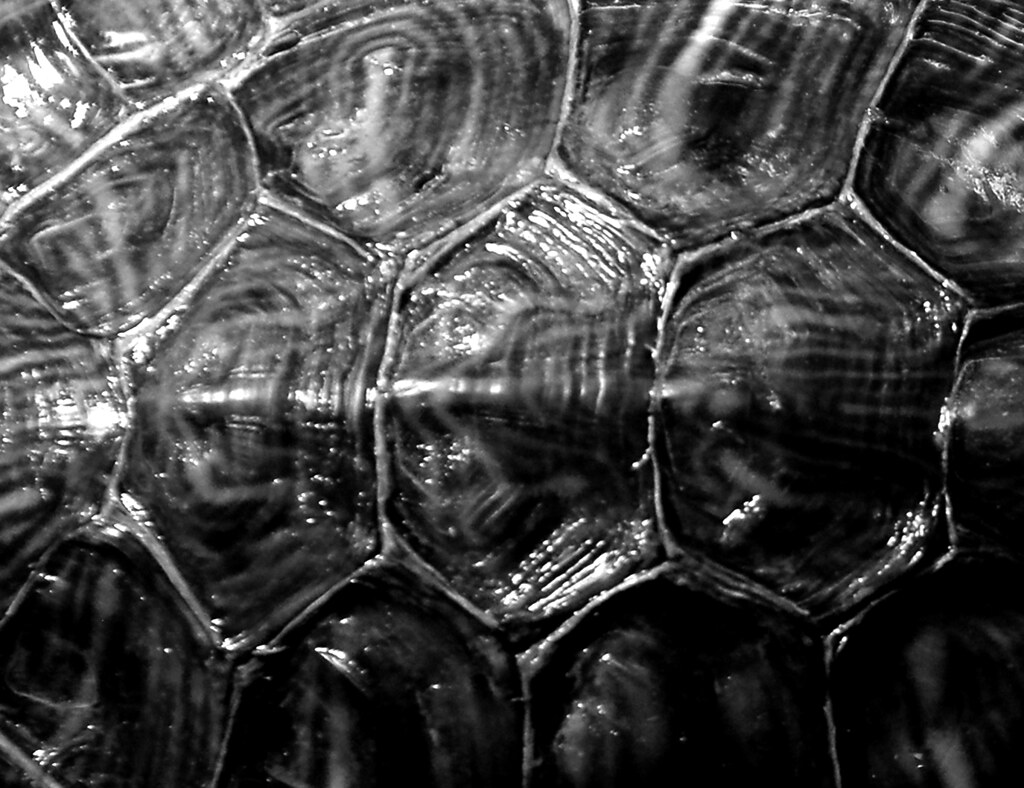 Turtle Back Roots Turtle Back (01_31_08) | I blinked my eyes and four days hav… | Flickr
