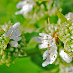 DSC_8052-2a Hairy Mountain Mint at Ridgeway Prairie Grassland, Jasper Co., IL, 080722. Pycnanthemum pilosum. Asterids: Lamiales: Lamiaceae.