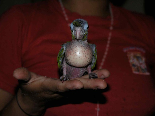 Loro - Bare-breasted parakeet; Honduras