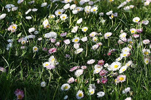 Gänseblümchenwiese - Daisy Field