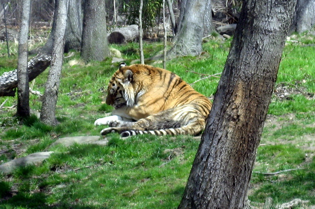 NYC - Bronx - Bronx Zoo: Tiger Mountain