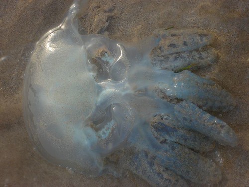sunset sea sky sun beach water fishing sand dubai jellyfish uae indianocean crab oldship shujaat rasalkhaimmah