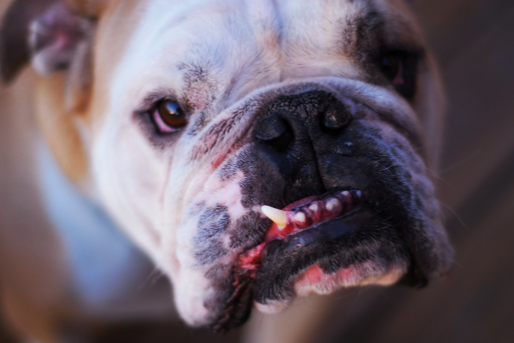face only a mother could love | silas miller | Flickr