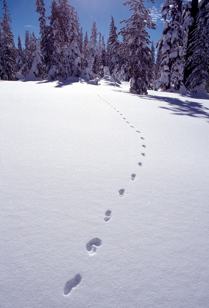 Marten Tracks marten-tracks