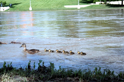 Ducks on the Arkansas River